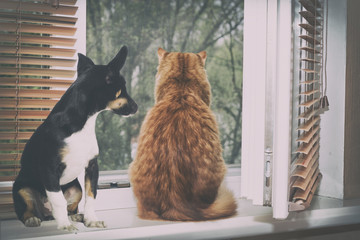 cat and puppy looking at the window