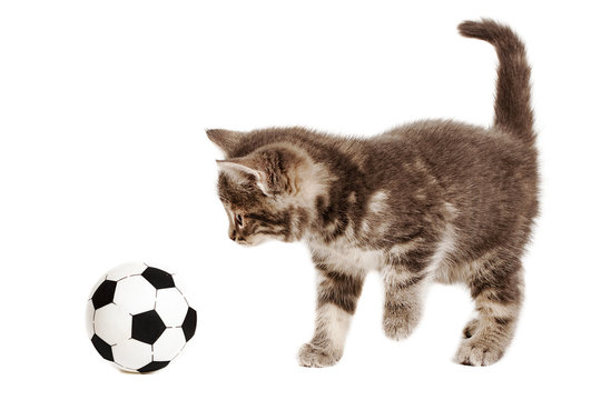 söt grå kattunge i studio med fotboll