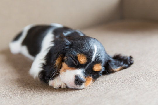 Cavalier Spaniel Puppy