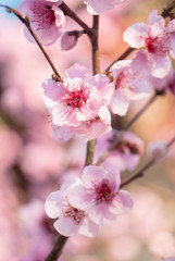 branch of a blossoming peach