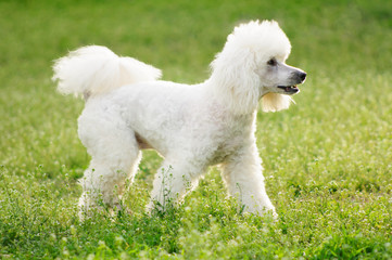 White poodle dog outdoors on green grass - obrazy, fototapety, plakaty