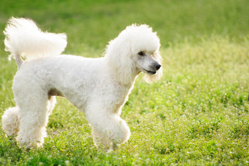 White poodle dog outdoors on green grass