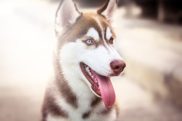 Close up  head shot a dog of Siberian Husky it have brown hair a
