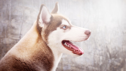 Close up  head shot a dog of Siberian Husky it have brown hair a