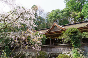 吉野山　吉野水分神社の桜
