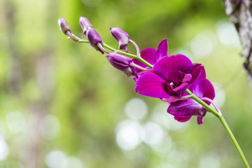 Fototapeta na wymiar Purple orchid in nature