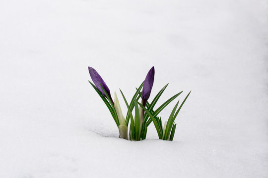 flower growing in snow