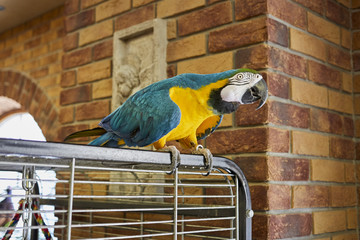 Macaw parrot on a branch with a brick wall background. Macaw parrot in the office.  Ara parrot.