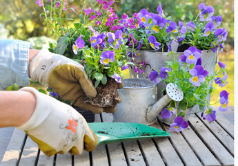 plantation de violas dans pots décoratifs sur une table de jardin