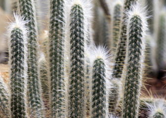 Cactus under sun light