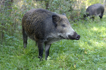 wild pig searching for food