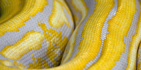 the texture of life Python Snake skin