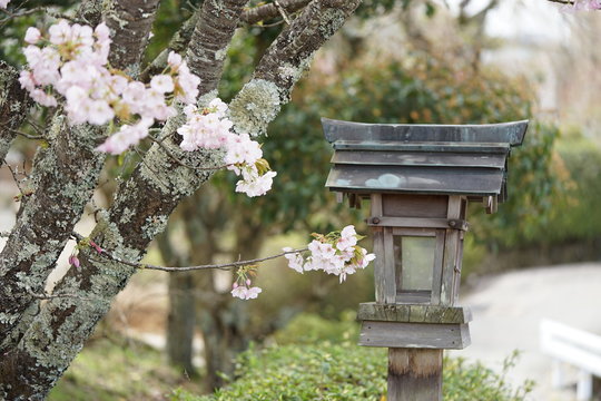吉野山　桜と灯篭
