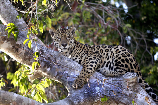 8940 jaguar Pantanal_JF