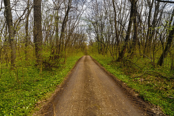 Fototapeta premium Hiking trail in a beautiful hornbeam forest