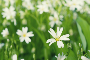 White tender spring flowers, Cerastivum arvense, growing at meadow. Seasonal natural floral background