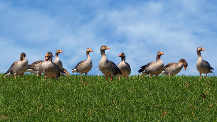 Graugänse vor blauem Himmel auf einem Feld © rhoenes