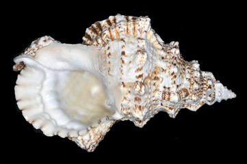 Tutufa bubo (giant frog snail), a species of large gastropod mollusk in the family Bursidae, the...
