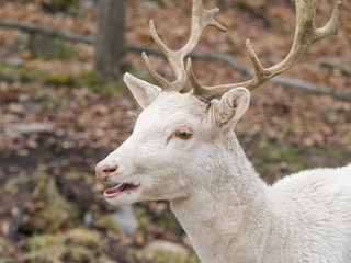 White deer