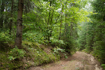 Obraz premium nice forest