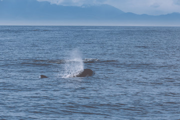 Fototapeta premium whale