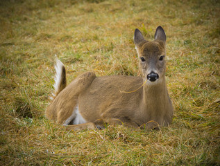 Deer sitting