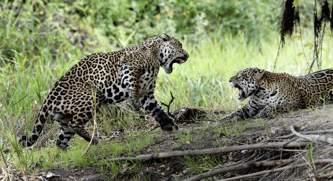 20151024 Jaguars fazem amor et son muito furioso..Foto de: Jan Fleischmann