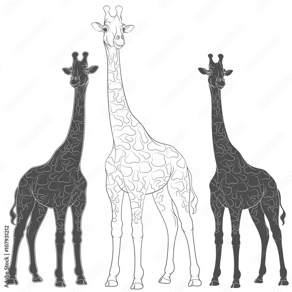 Poster set of vector illustrations with giraffes. isolated objects on a white background.