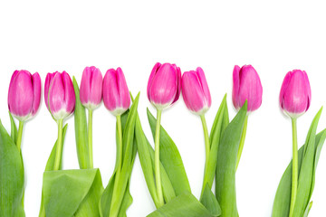 Row of long, pink Tulips