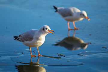 Lachmöwe