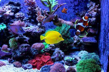 Yellow tang  (zebrasoma)