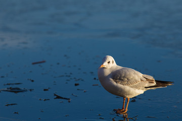 Lachmöwe