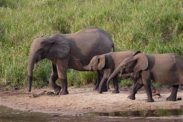 Fototapeta na wymiar Ivindo NP, Gabon 2006. afrikansk skogselefant från den södra plattformen.Foto:Jan Fleischmann.jan.fleischmann@tele2.se
