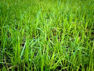 Fresh bright green grass, natural background texture