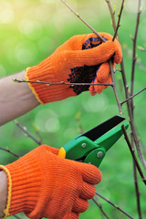 Hands with gloves of gardener doing maintenance work, pruning the tree