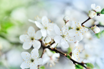 Flowering cherry branch on a light background