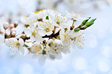Fototapeta premium Flowering cherry branch on a light background