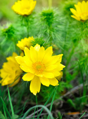 Yellow flowers of adonis (Adonis vernalis)