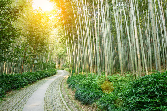Quiet Bamboo forest trail in Hangzhou, China