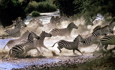 Fototapeta na wymiar Sebrorna rusar upp från Seronerafloden innan något rovdjur kommer fram. . De är på väg till Masai Mara i södra Kenya. .Foto:Jan Fleischmann.+46 501 191 09, 070-590 17 74