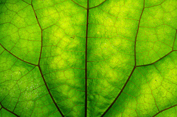 Texture of green leaf and veins