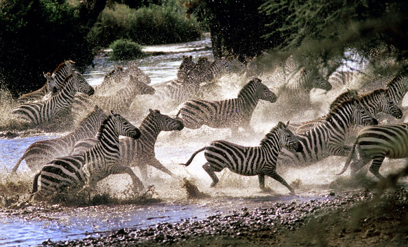 Sebrorna rusar upp från Seronerafloden innan något rovdjur kommer fram. . De är på väg till Masai Mara i södra Kenya. .Foto:Jan Fleischmann.+46 501 191 09, 070-590 17 74