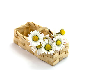 Gänseblümchen im Korb © M. Schuppich