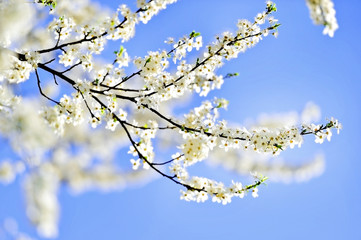 Blooming cherry flowers with blue sky on background