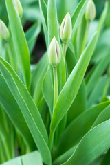 tulip plant