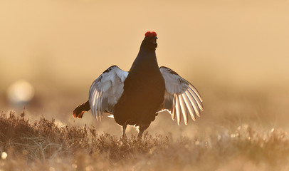 black grouse playing at sunrise. black grouse jump.