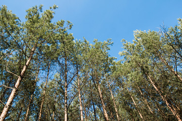 Obraz premium Branches of trees in the forest