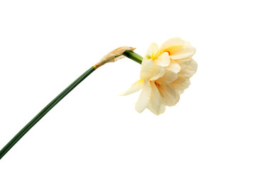 Naklejka na ściany i meble daffodil isolated