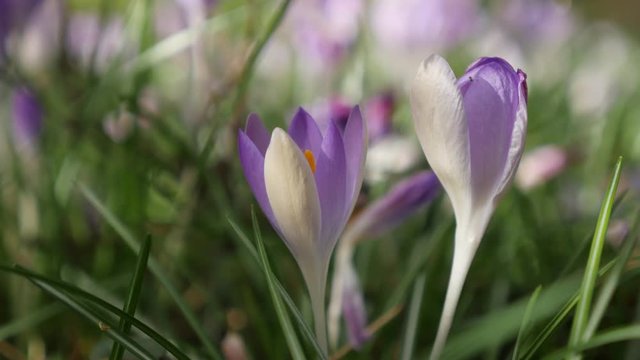 Shallow DOF iris family crocus flower on the wind natural background spring day 4K 2160p 30 fps UHD video - Bi-color crocus plant shallow DOF close-up 4K 3840X2160 UHD footage 