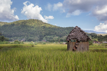 Bamboo shed in a rice field in Thailand